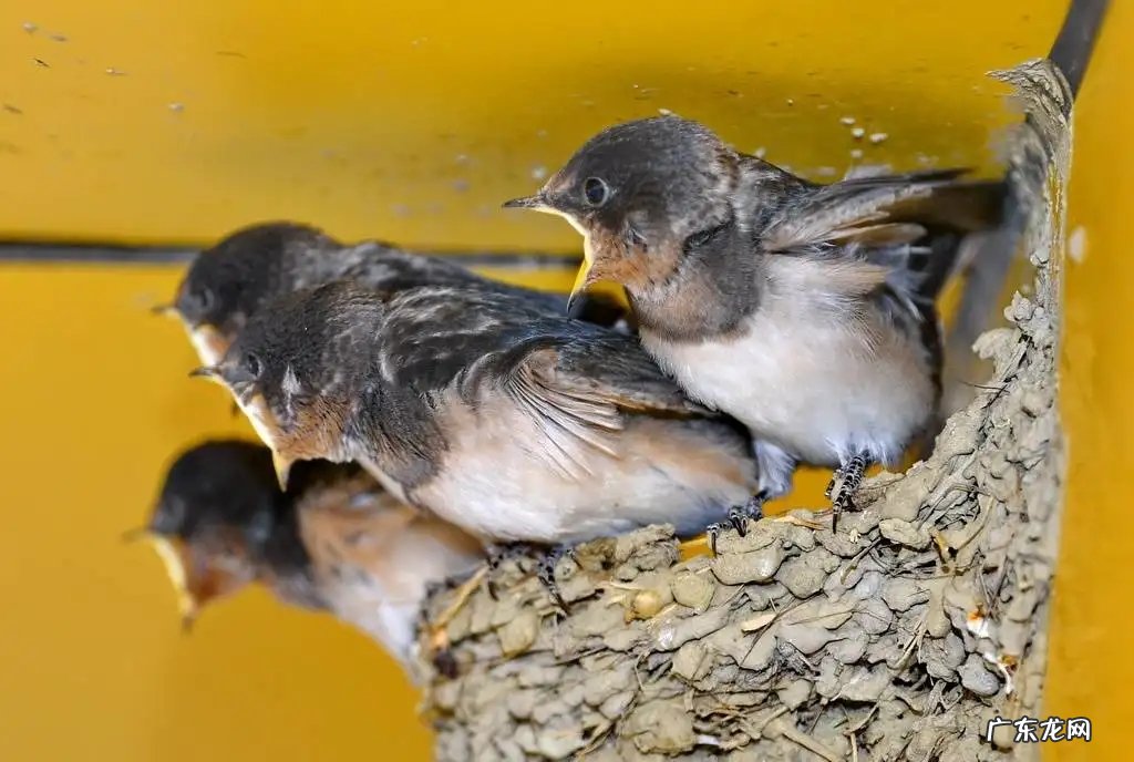 大量燕子聚集温州，密密麻麻天空盘旋，是灾难前兆还是自然现象？