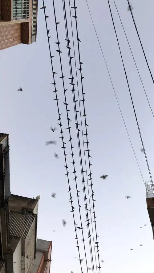 大量燕子聚集温州，密密麻麻天空盘旋，是灾难前兆还是自然现象？