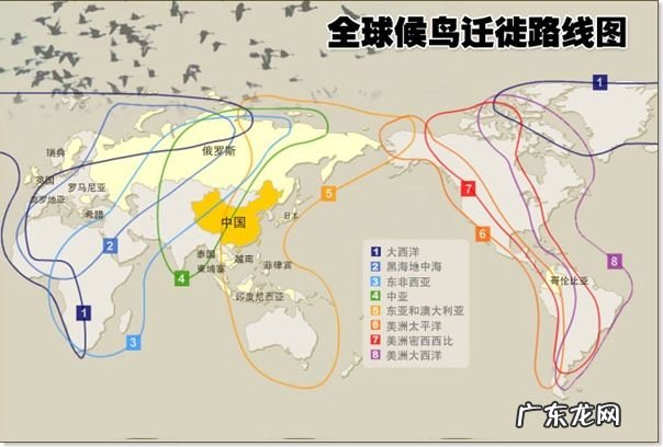 大量燕子聚集温州，密密麻麻天空盘旋，是灾难前兆还是自然现象？