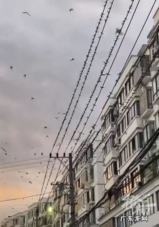 大量燕子聚集温州,密密麻麻天空盘旋,是灾难前兆还是自然现象?