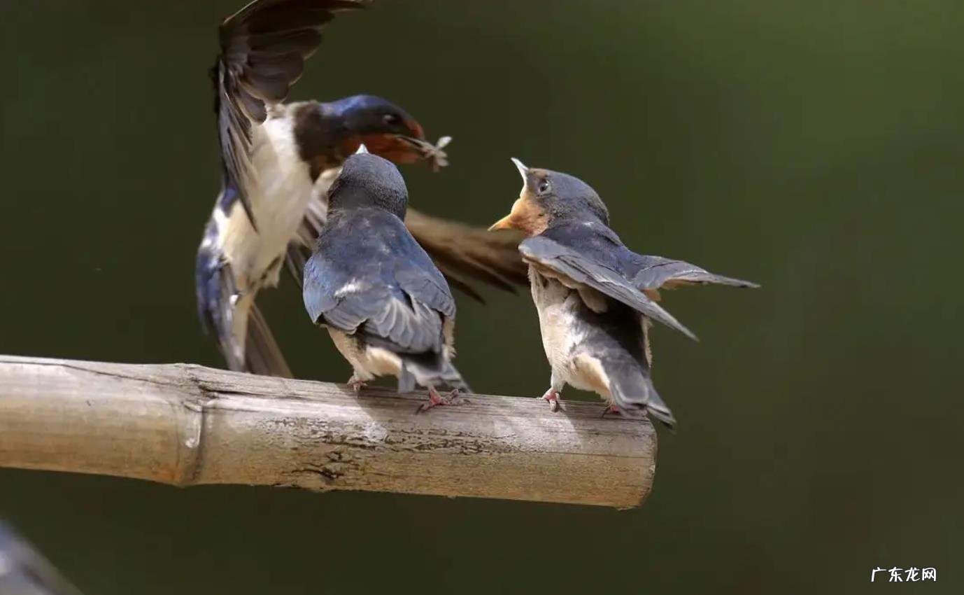 大量燕子聚集温州,密密麻麻天空盘旋,是灾难前兆还是自然现象?