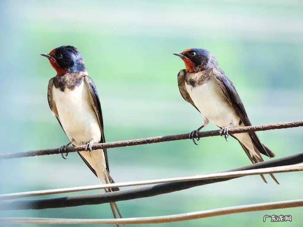 大量燕子聚集温州，密密麻麻天空盘旋，是灾难前兆还是自然现象？
