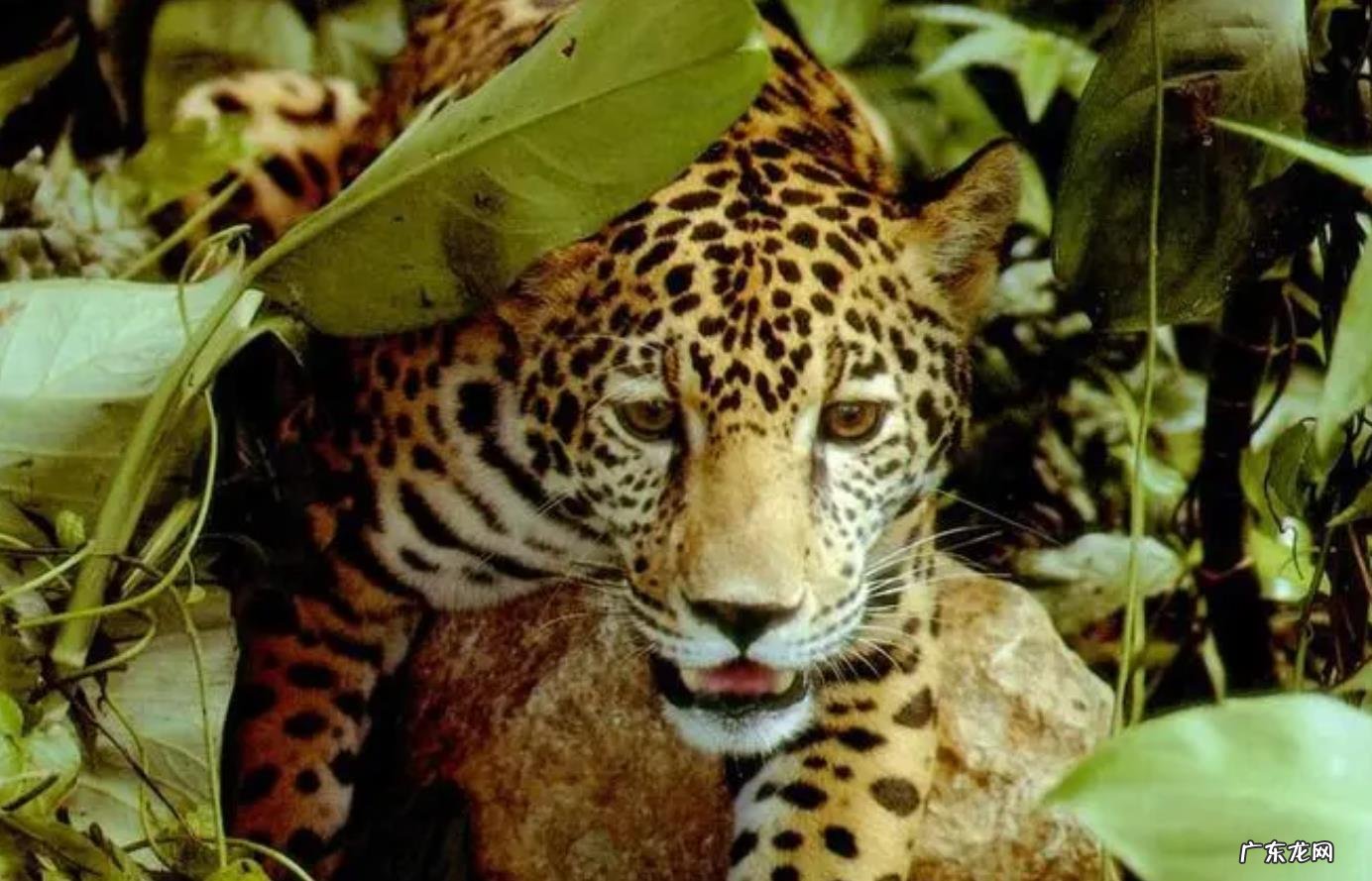 大量燕子聚集温州，密密麻麻天空盘旋，是灾难前兆还是自然现象？