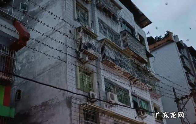 大量燕子聚集温州，密密麻麻天空盘旋，是灾难前兆还是自然现象？
