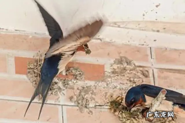 大量燕子聚集温州，密密麻麻天空盘旋，是灾难前兆还是自然现象？