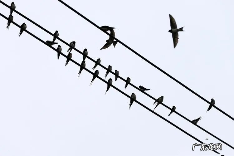 大量燕子聚集温州，密密麻麻天空盘旋，是灾难前兆还是自然现象？