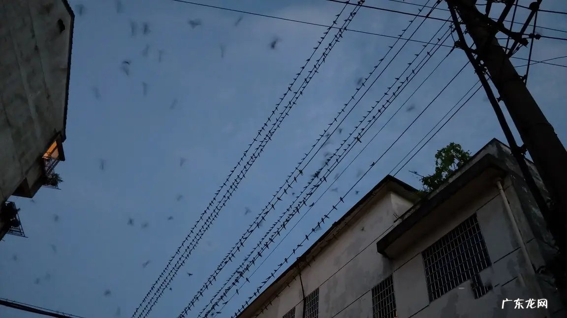 大量燕子聚集温州，密密麻麻天空盘旋，是灾难前兆还是自然现象？