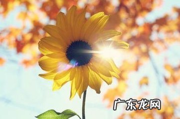 破损的碗怎样扔掉为好 有破损的碗盘风水上怎么处理