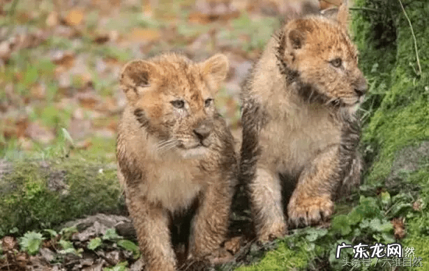 彭家湾僵狮子 狮子如何避雨