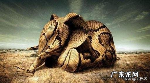 贪心不足蛇吞象图片 蛇简笔画图片大全