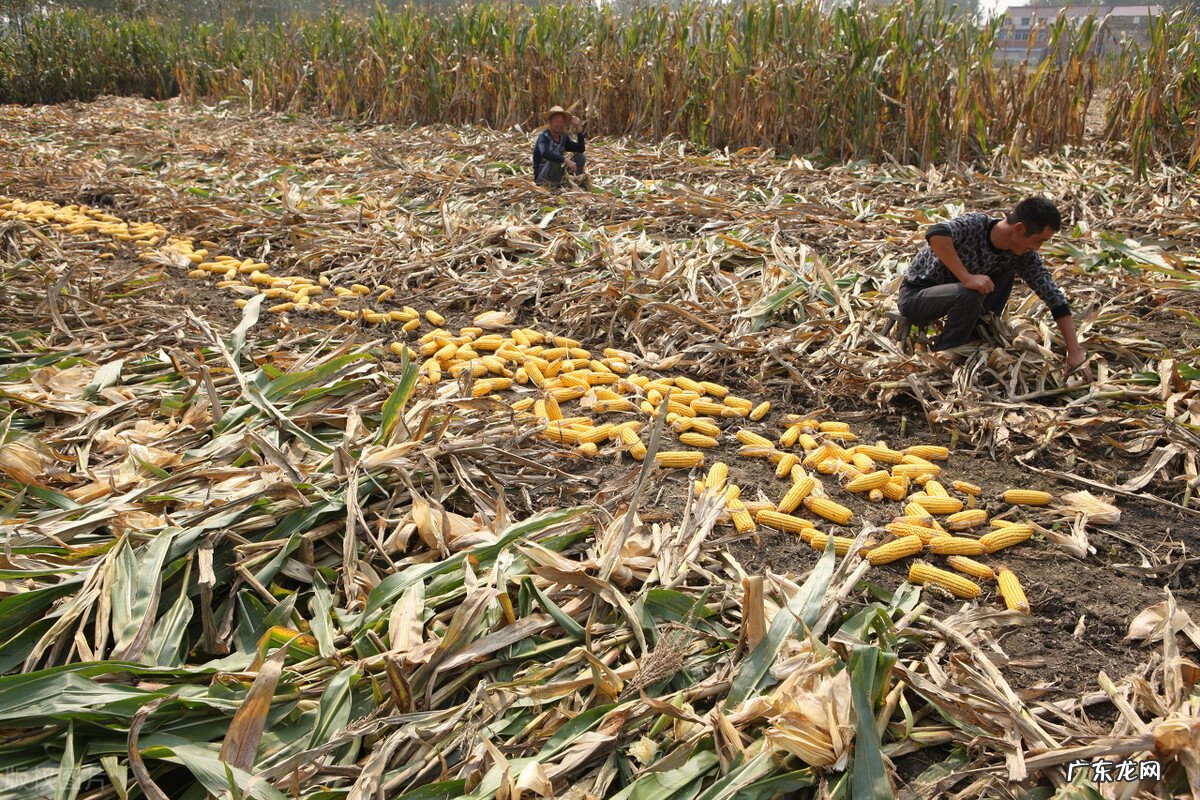 农民与插队知青干过什么最苦最累的农活让你记一辈子？