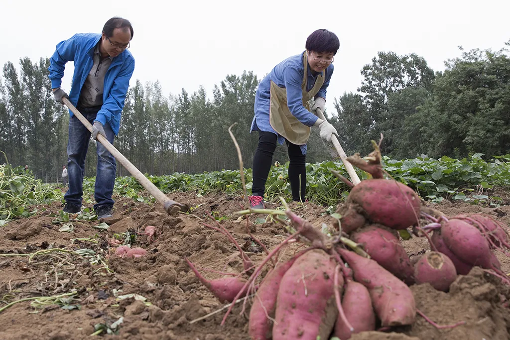 农民与插队知青干过什么最苦最累的农活让你记一辈子？