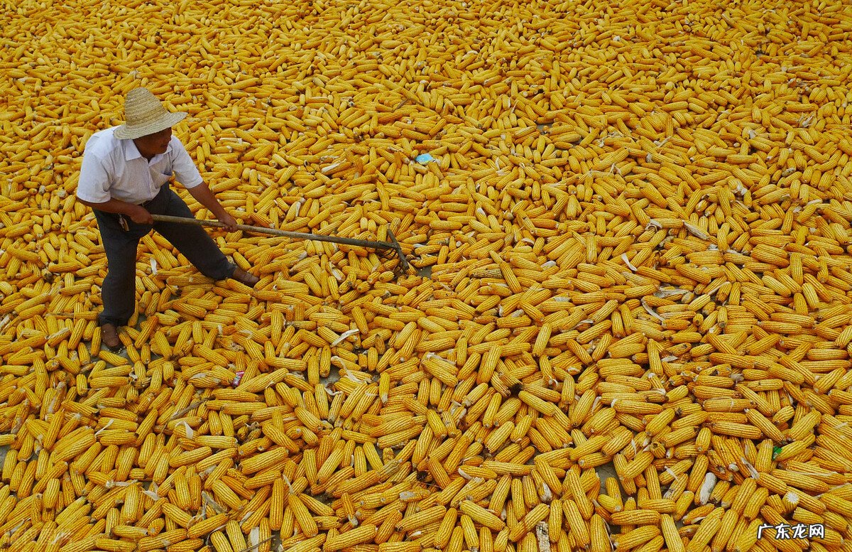 农民与插队知青干过什么最苦最累的农活让你记一辈子？