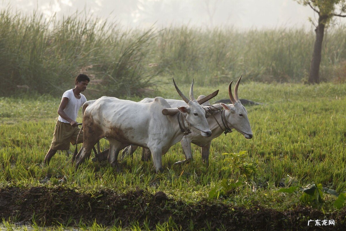 农民与插队知青干过什么最苦最累的农活让你记一辈子？