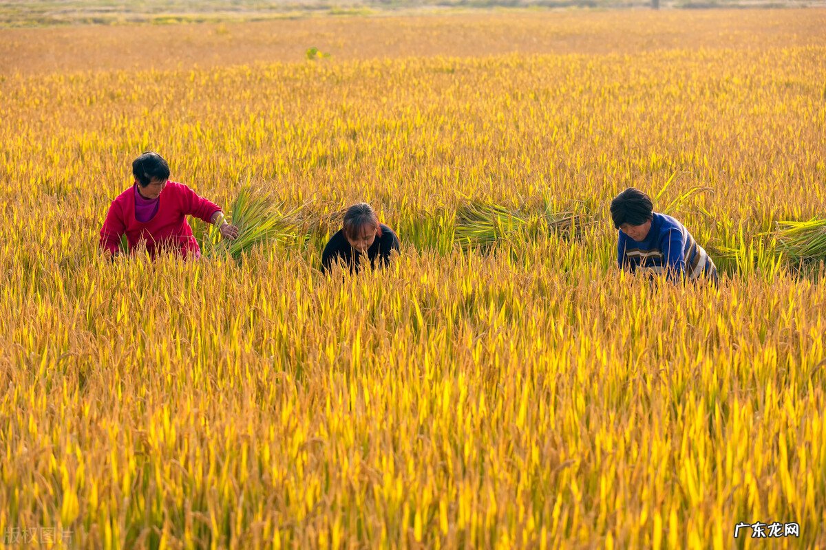 农民与插队知青干过什么最苦最累的农活让你记一辈子？