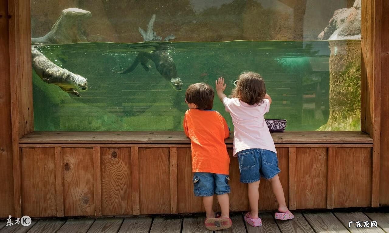 四条鱼的风水寓意 养四条鱼风水咋样