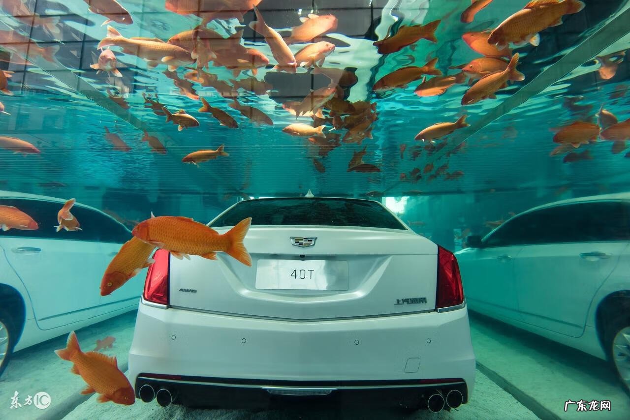 四条鱼的风水寓意 养四条鱼风水咋样