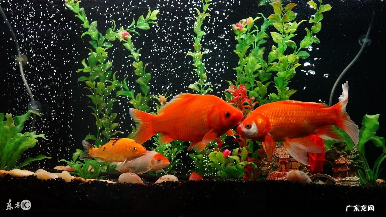 四条鱼的风水寓意 养四条鱼风水咋样