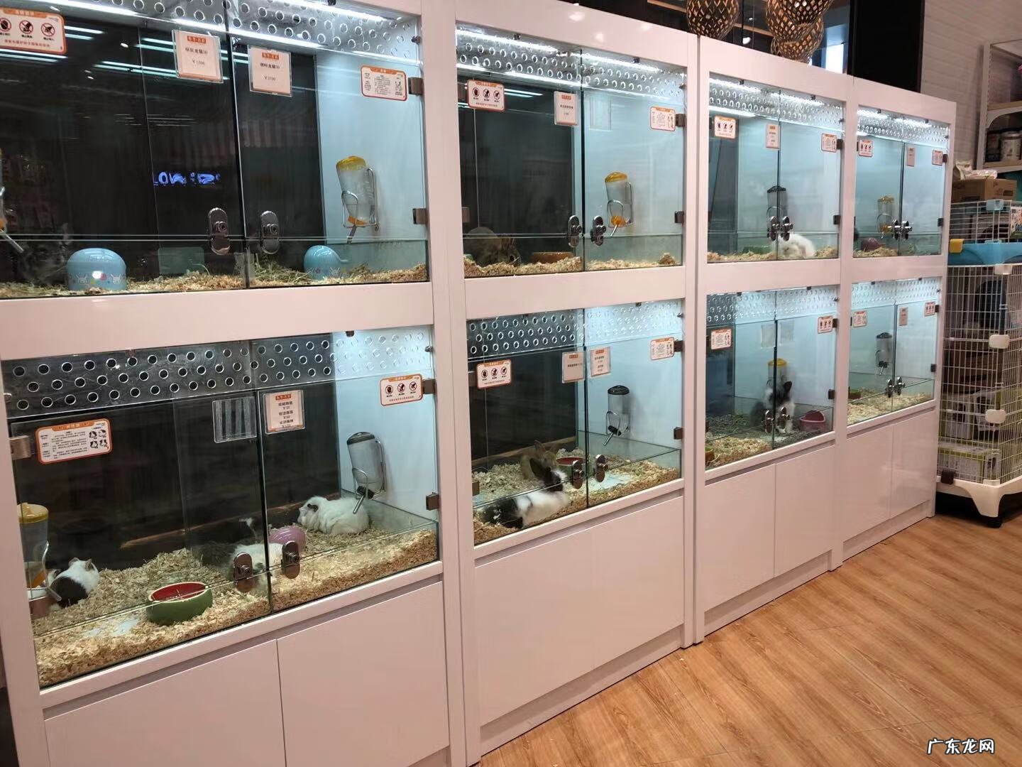 深圳宠物批发市场在哪里 深圳宠物用品批发市场