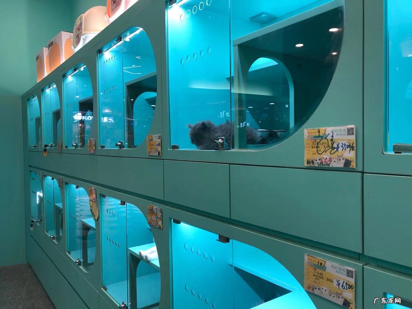 深圳宠物批发市场在哪里 深圳宠物用品批发市场