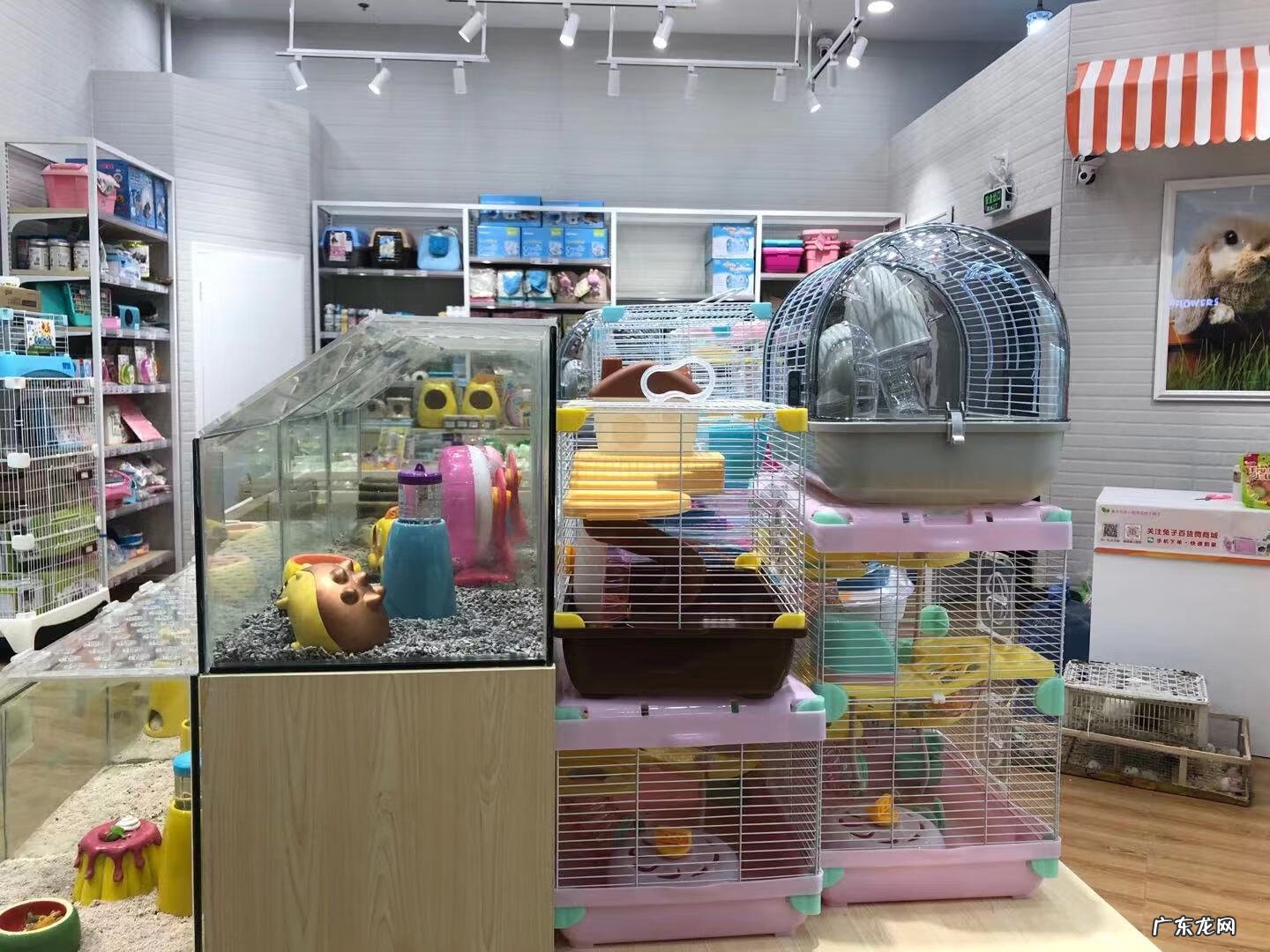 深圳宠物批发市场在哪里 深圳宠物用品批发市场