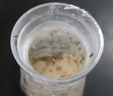 人感染了蛾蠓幼虫怎么办 蛾蚋幼虫是黑色的吗