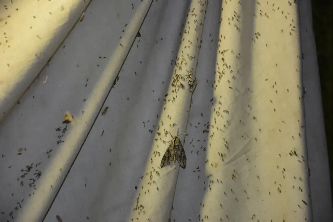 人感染了蛾蠓幼虫怎么办 蛾蚋幼虫是黑色的吗