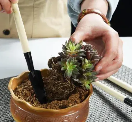 人感染了蛾蠓幼虫怎么办 蛾蚋幼虫是黑色的吗