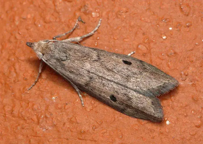 人感染了蛾蠓幼虫怎么办 蛾蚋幼虫是黑色的吗