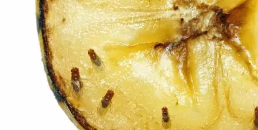 人感染了蛾蠓幼虫怎么办 蛾蚋幼虫是黑色的吗