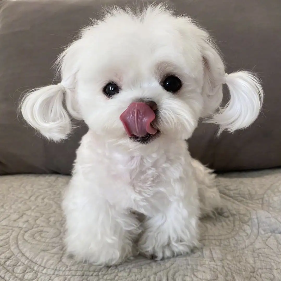 马尔济斯犬多少钱一只4000元左右的 马尔济斯犬多少钱