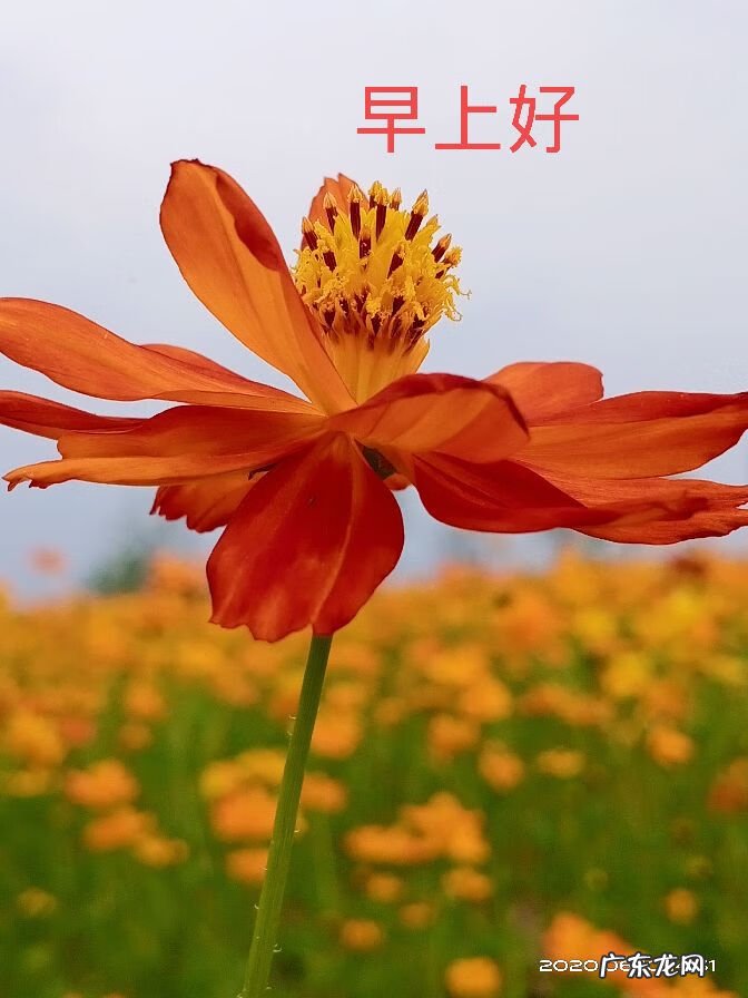 浓情端午,粽叶飘香 粽叶飘香作文