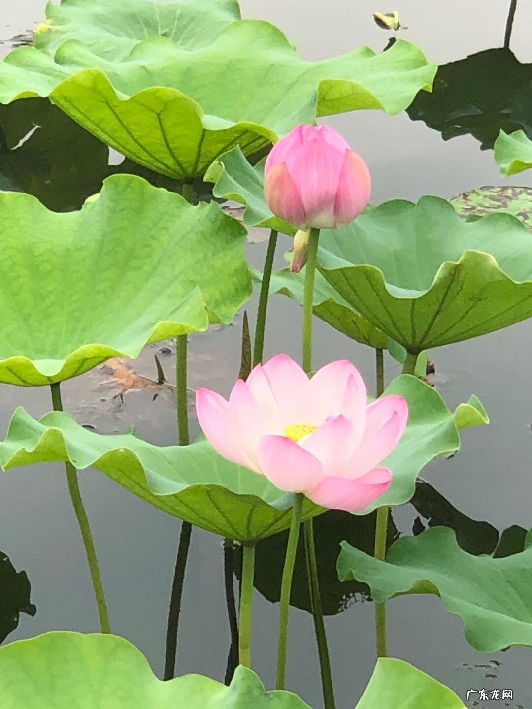 浓情端午,粽叶飘香 粽叶飘香作文