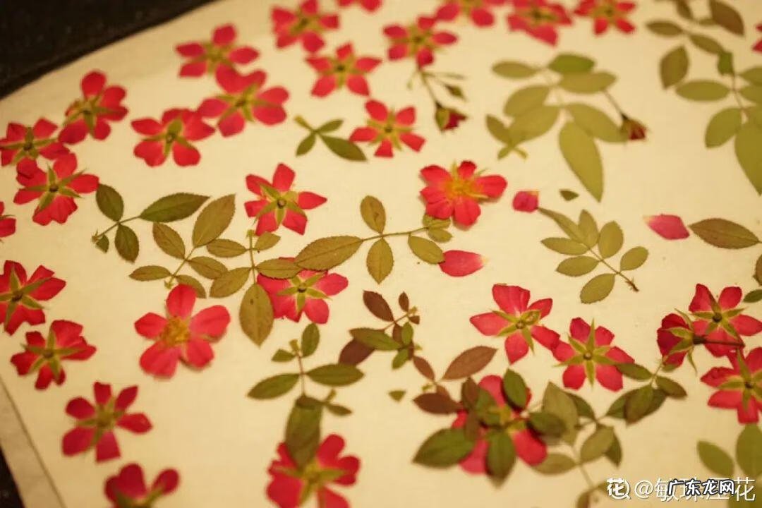 做干花的步骤与方法 新鲜的花怎么做干花