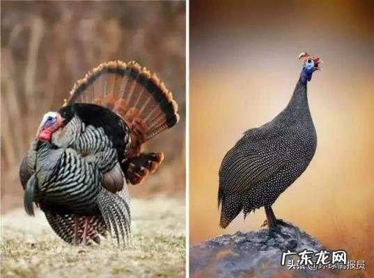 turkiye是哪个国家 turkey中文什么意思