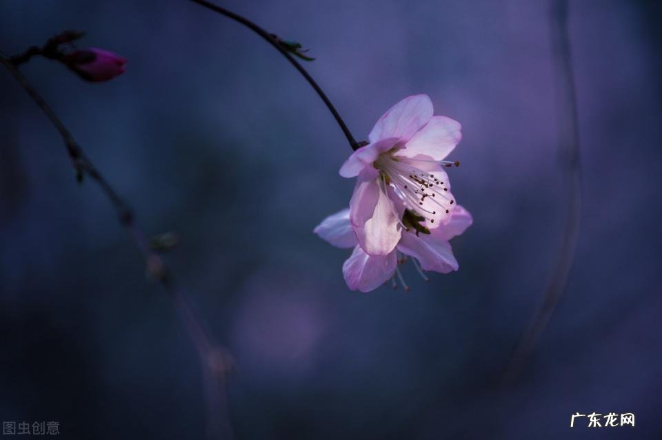 雁组词语和拼音怎么写 雁组词和读音