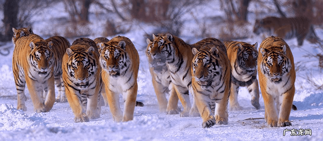 带虎的成语有哪些成语 虎的成语有哪些成语解释