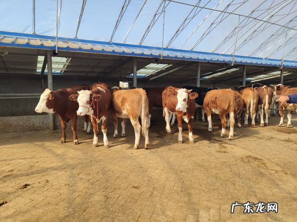 洛克王国东哥辅助最新 4399洛克王国东哥辅助最新版