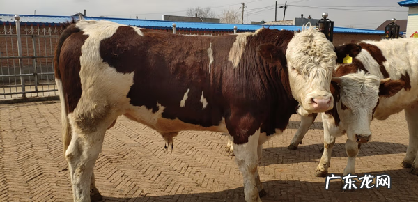 洛克王国东哥辅助最新 4399洛克王国东哥辅助最新版