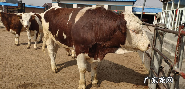 洛克王国东哥辅助最新 4399洛克王国东哥辅助最新版