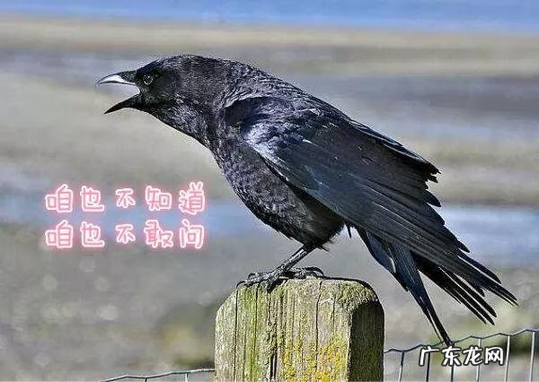 昏庸是什么意思 乌有的意思是什么意思