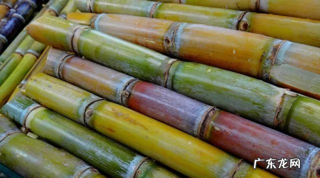 孕妇不能吃甘蔗的原因 孕妇甘蔗可以吃吗