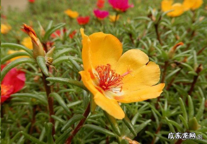 太阳花冬天室内适合种吗?