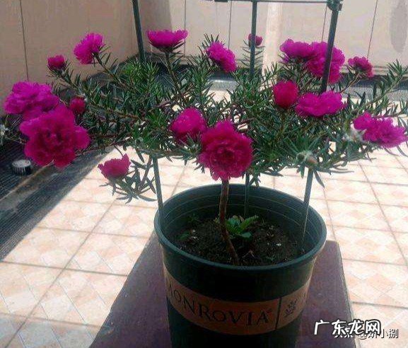 太阳花冬天室内适合种吗?