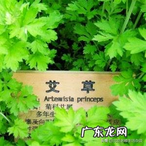 厨房经常长有一些小蚊子,有什么办法可以祛除蚊子呢?