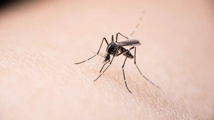 厨房经常长有一些小蚊子,有什么办法可以祛除蚊子呢?