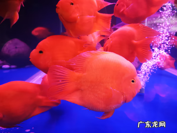 风水鱼排名 风水鱼哪种效果好