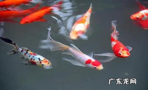 风水鱼排名 风水鱼哪种效果好