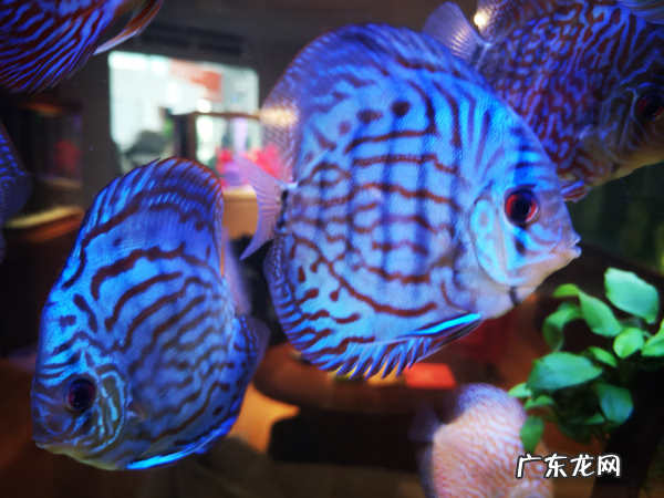 风水鱼排名 风水鱼哪种效果好