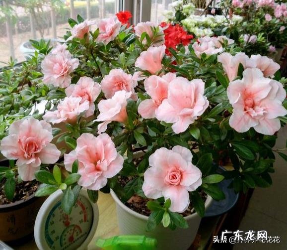 如何在冬季好好的保养绿植呢?